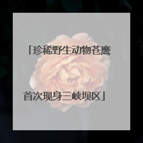 珍稀野生动物苍鹰首次现身三峡坝区
