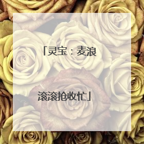灵宝：麦浪滚滚抢收忙