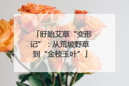 盱眙艾草“变形记”：从荒坡野草到“金枝玉叶”