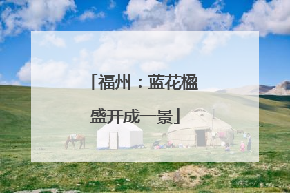 福州：蓝花楹盛开成一景