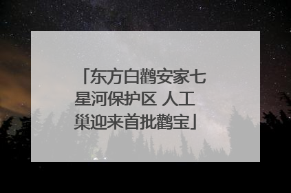 东方白鹳安家七星河保护区 人工巢迎来首批鹳宝