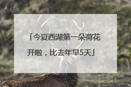 今夏西湖第一朵荷花开啦，比去年早5天