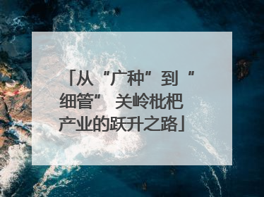 从“广种”到“细管” 关岭枇杷产业的跃升之路