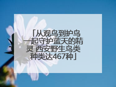 从观鸟到护鸟 一起守护蓝天的精灵 西安野生鸟类种类达467种