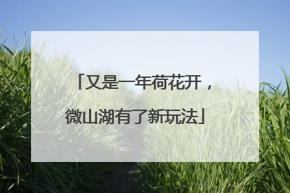 又是一年荷花开，微山湖有了新玩法