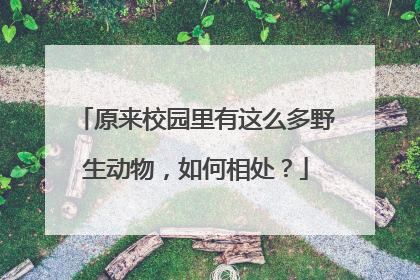 原来校园里有这么多野生动物，如何相处？