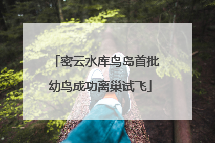 密云水库鸟岛首批幼鸟成功离巢试飞