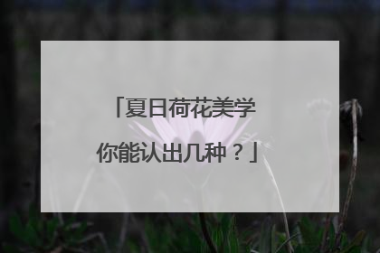 夏日荷花美学 你能认出几种？