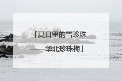 夏日里的雪珍珠——华北珍珠梅