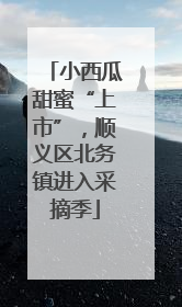 小西瓜甜蜜“上市”，顺义区北务镇进入采摘季