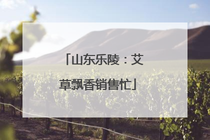 山东乐陵：艾草飘香销售忙
