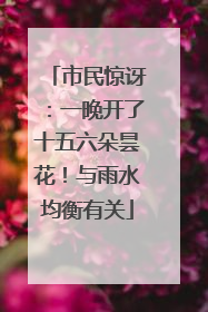 市民惊讶：一晚开了十五六朵昙花！与雨水均衡有关