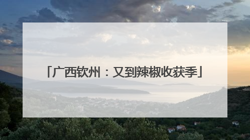 广西钦州：又到辣椒收获季
