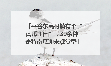 平谷东高村镇有个“南瓜王国”，30余种奇特南瓜迎来观赏季