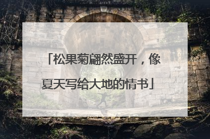松果菊翩然盛开，像夏天写给大地的情书