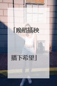 晚稻插秧 播下希望