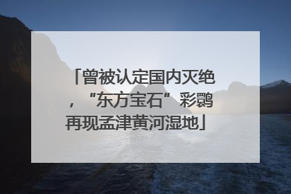 曾被认定国内灭绝，“东方宝石”彩鹮再现孟津黄河湿地
