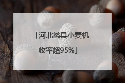 河北蠡县小麦机收率超95%