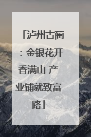 泸州古蔺：金银花开香满山 产业铺就致富路