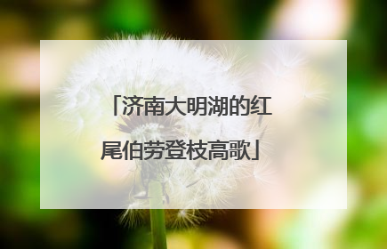 济南大明湖的红尾伯劳登枝高歌