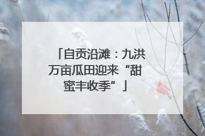 自贡沿滩：九洪万亩瓜田迎来“甜蜜丰收季”