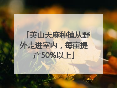 英山天麻种植从野外走进室内，每亩提产50%以上