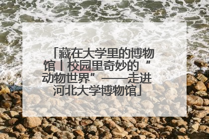 藏在大学里的博物馆丨校园里奇妙的“动物世界”——走进河北大学博物馆