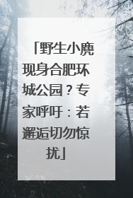 野生小麂现身合肥环城公园？专家呼吁：若邂逅切勿惊扰
